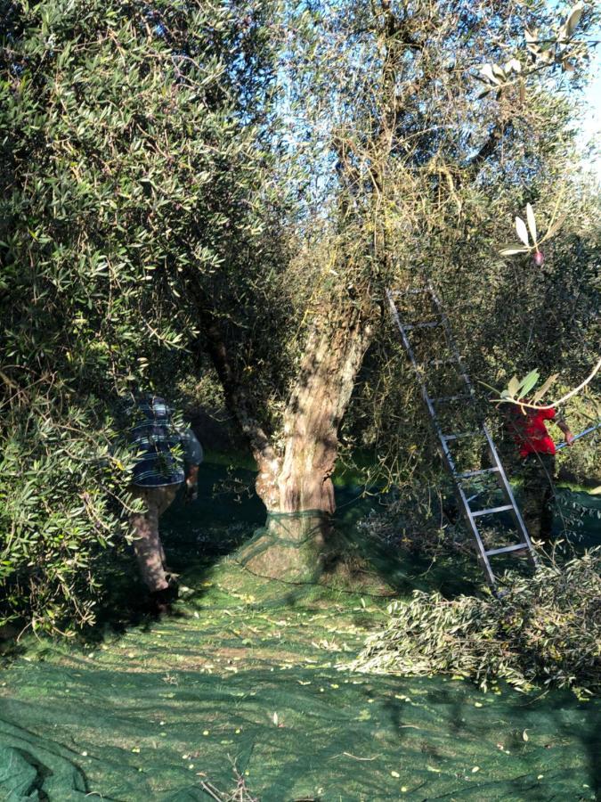 Il Borghetto Andrea Tafi Lamporecchio Exterior foto